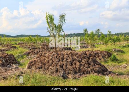 Kota Pamol, Sabah, Malaysia: Palme da olio di nuova piantatura, fertilizzate dai residui degradabili del mulino PAMOL Foto Stock