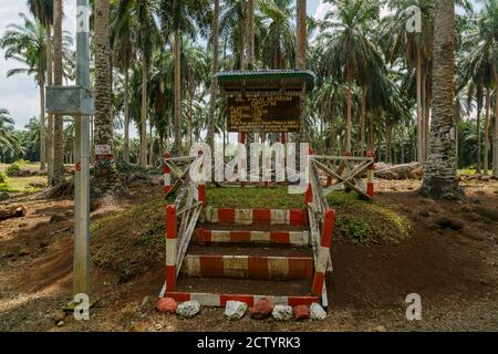 Kunak, Sabah, Malesia: Il 'Museo delle Palme d'olio' di Mostyn Estate, gestito da SimeDarby, che espone la prima generazione di palme da olio piantate a Sabah Foto Stock