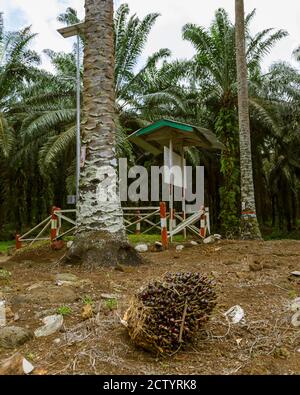 Kunak, Sabah, Malesia: Il 'Museo delle Palme d'olio' di Mostyn Estate, gestito da SimeDarby, che espone la prima generazione di palme da olio piantate a Sabah Foto Stock