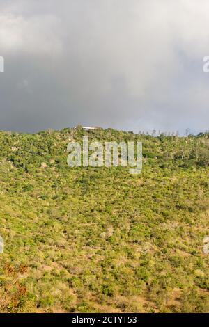 Una sezione della Riserva Nazionale di Shimba Hills, che mostra gli alberi su una grande collina, Kenya, Africa Orientale Foto Stock