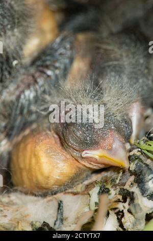 Nido e nestling develpment di cardfinch europeo (Carduelis carduelis) nato all'interno di un appartamento balcone pentole pianta. Foto Stock