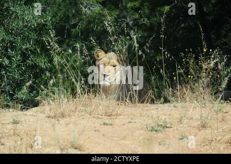 Leone nel Réserve de Africaine de Sigean, un parco di animali nel sud della Francia Foto Stock