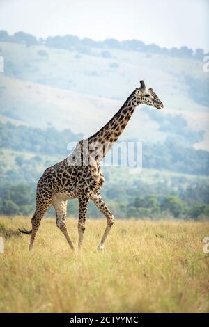 Ritratto verticale di una giraffa a piedi in Masai Mara in Kenya Foto Stock