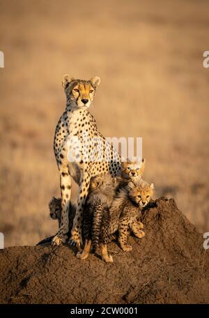 Ritratto verticale di un ghepardo femminile e dei suoi quattro piccoli Ghepardi del bambino che siedono su un grande tumulo di termite a Serengeti In Tanzania Foto Stock