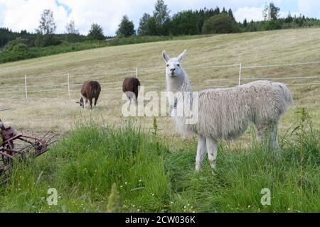 Lama in fattoria in Norvegia Foto Stock