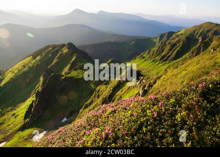 Rododendro fiorente nei Carpazi orientali. Foto Stock