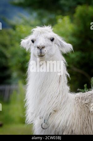 Lama in fattoria in Norvegia Foto Stock
