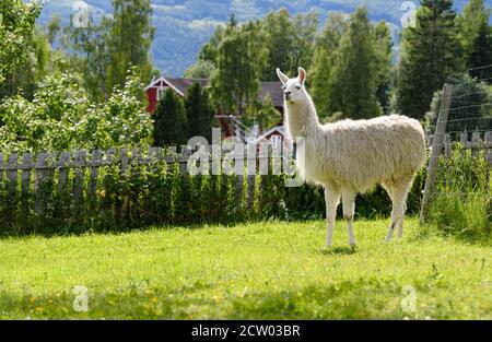 Lama in fattoria in Norvegia Foto Stock