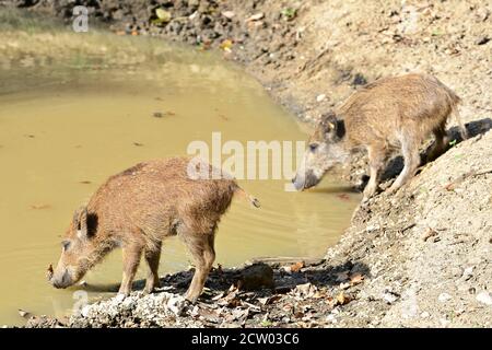 Ernstbrunn, bassa Austria, Austria. Giovani cinghiali (Sus scrofa) nel recinto Foto Stock