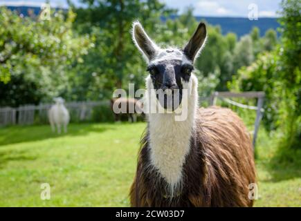 Lama in fattoria in Norvegia Foto Stock