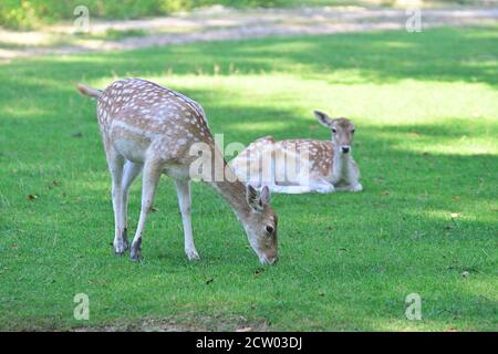 Ernstbrunn, bassa Austria, Austria. Cervi Sika (Cervus nippon) nel parco degli animali Foto Stock