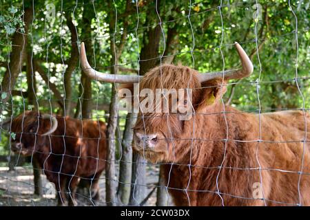 Ernstbrunn, bassa Austria, Austria. Bestiame scozzese dell'altopiano (Bos primigenius taurus) Foto Stock