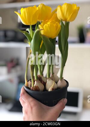 Le mani della donna tengono tulipani gialli, immagine verticale Foto Stock