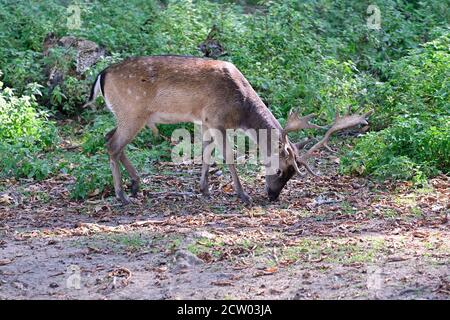 Ernstbrunn, bassa Austria, Austria. Cervi Sika (Cervus nippon) nel parco degli animali Foto Stock