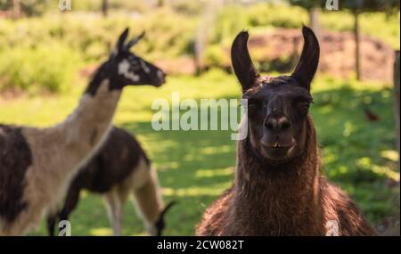 Ritratto di tre alpaca marroni che guardano nella fotocamera su un campo verde in una giornata estiva soleggiata. Foto Stock