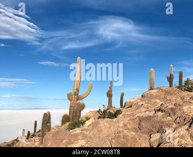 Isola di corallo rocciosa collinare Isla Incahuasi con molte piante tropicali cactus nel deserto salato Salar de Uyuni, Bolivia, Altiplano altopiano, Sud America Foto Stock