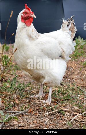 Bella gallina bianca, in una casa di gallina o coop di pollo Foto Stock