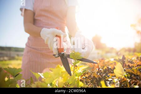 Mani di lavoro con cesoie da giardino che tagliano siepe, trim arbusto ordinato Foto Stock