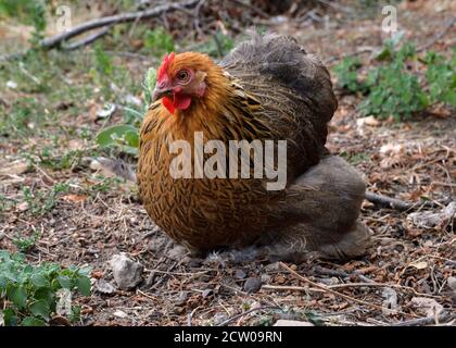 Bel pollo al bantam di Pekin, in una casa di galline o in una coop di pollo Foto Stock