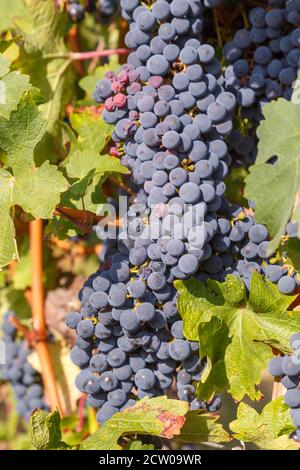 Rote Weintrauben kurz vor der Ernte in der Pfalz, 2020 Foto Stock