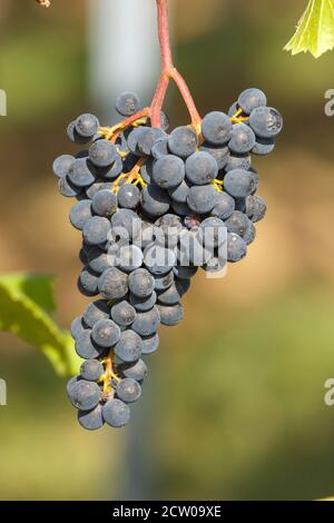Rote Weintrauben kurz vor der Ernte in der Pfalz, 2020 Foto Stock