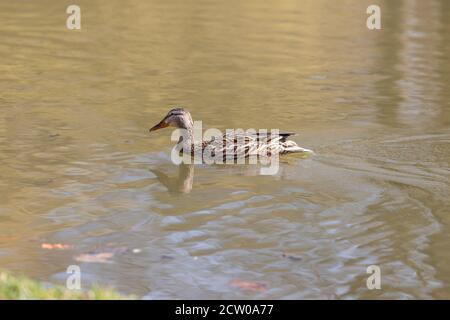 Femmina Anas platyrhynchos - l'anatra di Mallard nuota su uno stagno e il suo riflesso è in acqua. Lo sfondo è un bel bokeh. Foto Stock