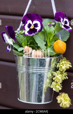 viola viola fiore in vaso di zinco come decorazione giardino autunno Foto Stock