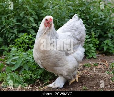 Bel pollo Brahma , in una casa di galline o coop di pollo Foto Stock