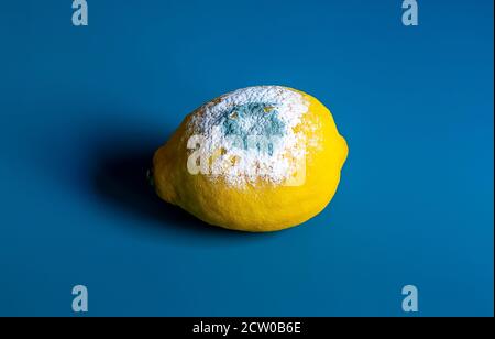 Limone guastato giallo con muffa su sfondo blu Foto Stock