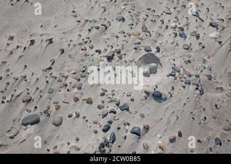 Nido da Plover ad anello comune (Charadrius hiaticula), ben mimetizzato contro la sabbia e le rocce. Foto Stock