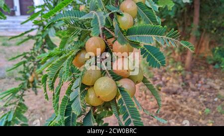 Frutti maturi di emblica di Phyllanthus (conosciuta anche come emblica, emblica mirobalana, mirobalana, uva spina indiana, Malacca, o amla) su ramo di albero. Foto Stock