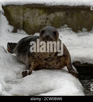 Foca grigia (Halichoerus grypus) cucciolo giovane in cura durante l'inverno. Foto Stock