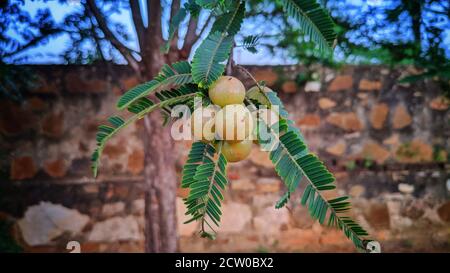 Frutti maturi di emblica di Phyllanthus (conosciuta anche come emblica, emblica mirobalana, mirobalana, uva spina indiana, Malacca, o amla) su ramo di albero. Foto Stock