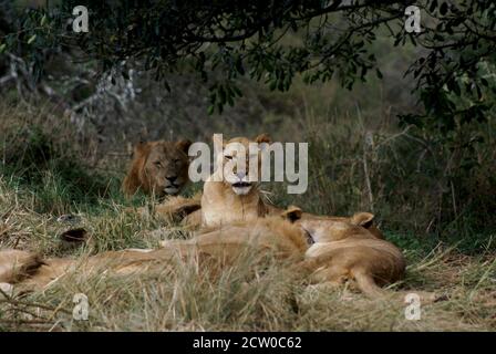 leone in ambiente naturale, yawning ed essere pigro godendo la giornata Foto Stock