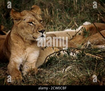 leone in ambiente naturale, yawning ed essere pigro godendo la giornata Foto Stock