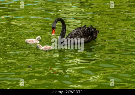 Due pulcini di cigno grigi e soffici nuotano in uno stagno con un bel cigno adulto Foto Stock