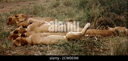 leone in ambiente naturale, yawning ed essere pigro godendo la giornata Foto Stock