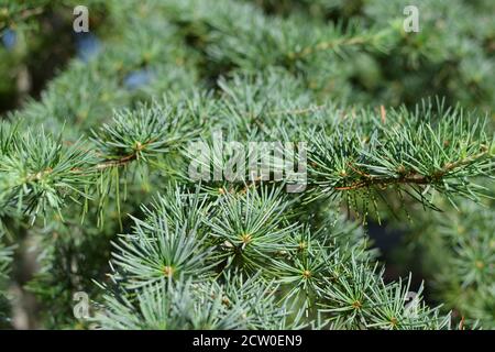 Dettaglio di un albero ad ago Foto Stock