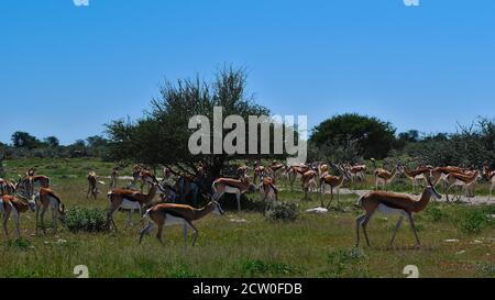 Mandria di antilopi primaverili (antidorcas marsupialis) che pascolano su prati nel deserto di Kalahari, Parco Nazionale di Etosha, Namibia, Africa. Foto Stock