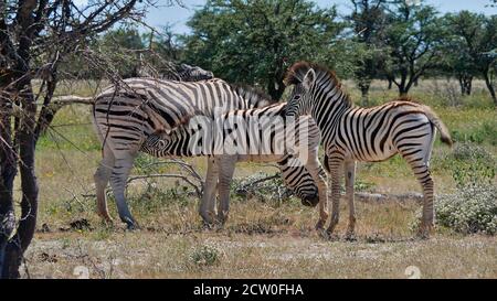 Zebra pianure a strisce femminili (equus quagga, anche zebra comune) con la sua prole, succhiando uno di loro, nel Parco Nazionale di Etosha, Namibia. Foto Stock