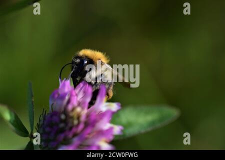 Bumblebee seduto su un trifoglio rosso fiorisce contro il agreen blurry sfondo Foto Stock