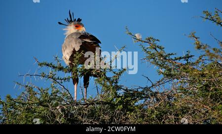 Secretarybird colorato singolo (sagittario serpentarius) con piumaggio nero e grigio e volto arancione seduto sul ramo nel Parco Nazionale di Etosha. Foto Stock