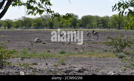 Piccola mandria di zebre pianeggianti a strisce (equus quagga, ex equus burchellii, anche zebra comune) che riposano nel caldo di mezzogiorno nel Parco Nazionale di Etosha. Foto Stock