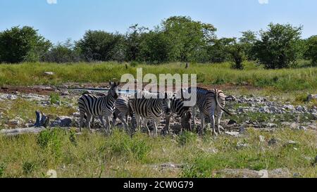 Piccolo gregge di zebre pianeggianti a strisce (equus quagga, anche zebra comune) che si riuniscono vicino ad un buco d'acqua al sole di mezzogiorno nel Parco Nazionale di Etosha, Namibia. Foto Stock