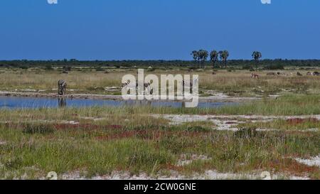 Waterhole con piccola mandria di zebre pianeggianti (equus quagga, zebra comune) e palme makalani sullo sfondo nel Parco Nazionale di Etosha, Namibia, Africa. Foto Stock