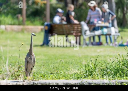 White-Faced Heron (Egretta novaehollandiae) o White-fronted Heron si trova in un parco Annandale locale accanto al White's Creek Wetland. Foto Stock