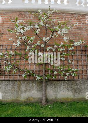 Albero di mela in fiore su trellis a muro di mattoni. Primavera in giardino. Foto Stock