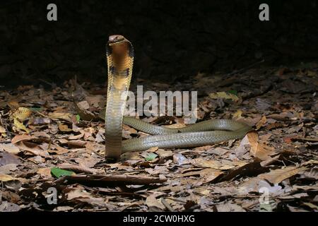Giovane cobra di Re, Ophiophagus hannah è il serpente venomoso più lungo del mondo. Foto Stock