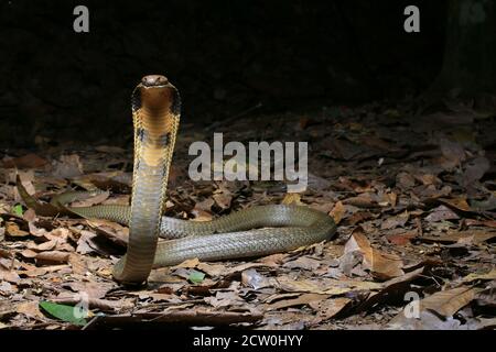 Giovane cobra di Re, Ophiophagus hannah è il serpente venomoso più lungo del mondo. Foto Stock