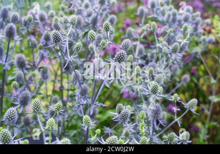 Un campo di verde e lavanda colore mare agile, eryngium planum, fiorente nel giardino botanico di montreal in Quebec Provincia canada. Foto Stock